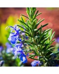 Розмарин лікарський Блю Вінтер | Rosmarinus officinalis Blue Winter | Розмарин лекарственный Блю Винтер